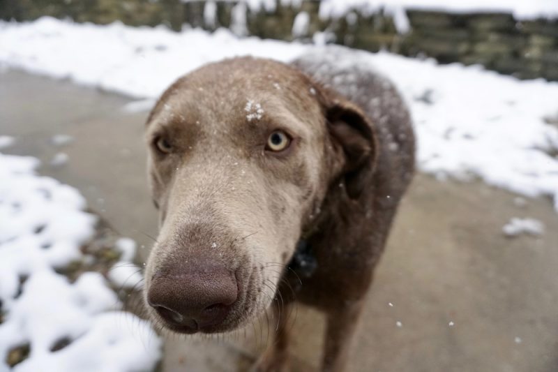 Cat & Dog Hypothermia Tips