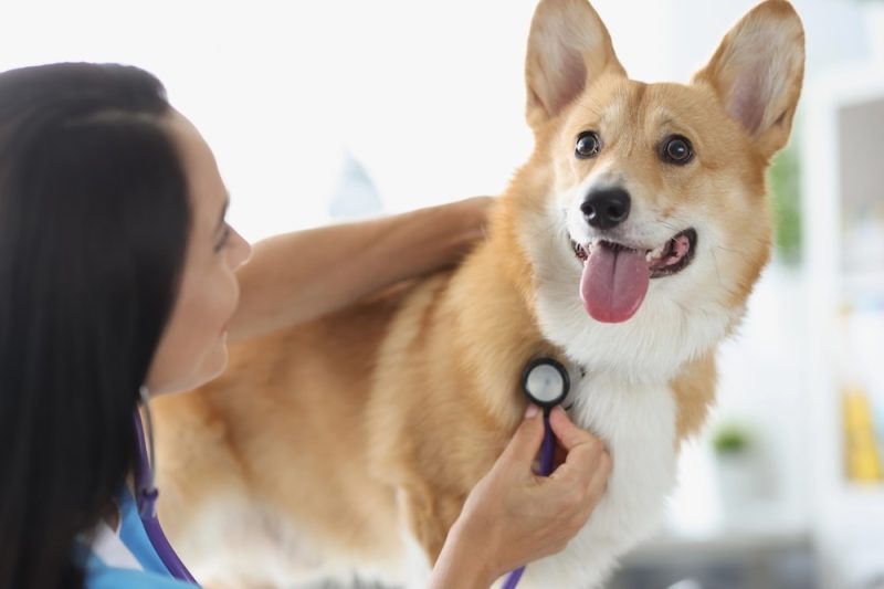 Corgi At Vet Hospital | Heart Disease In Dogs & Cats | Alford Avenue Veterinary Hospital | Hoover Alabama