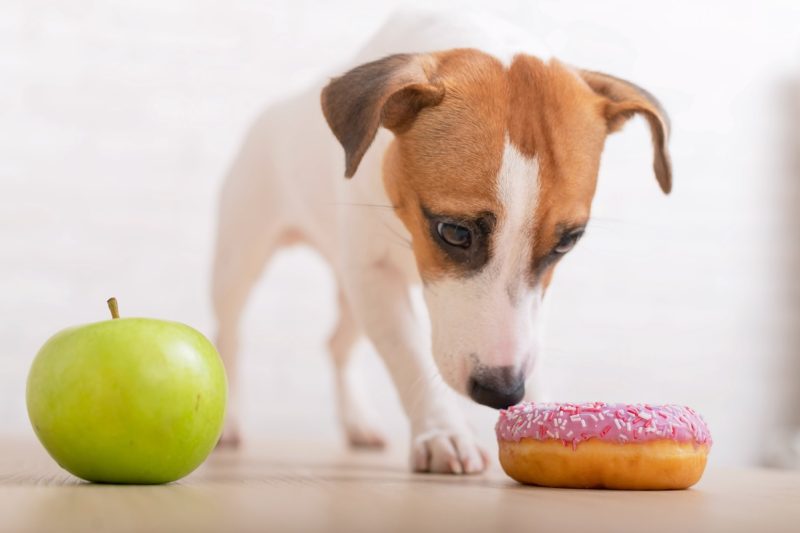 Dog With Apple & Donut | Tips On Diabetes In Dogs And Cats | Alford Avenue Veterinary Hospital | Hoover, Alabama