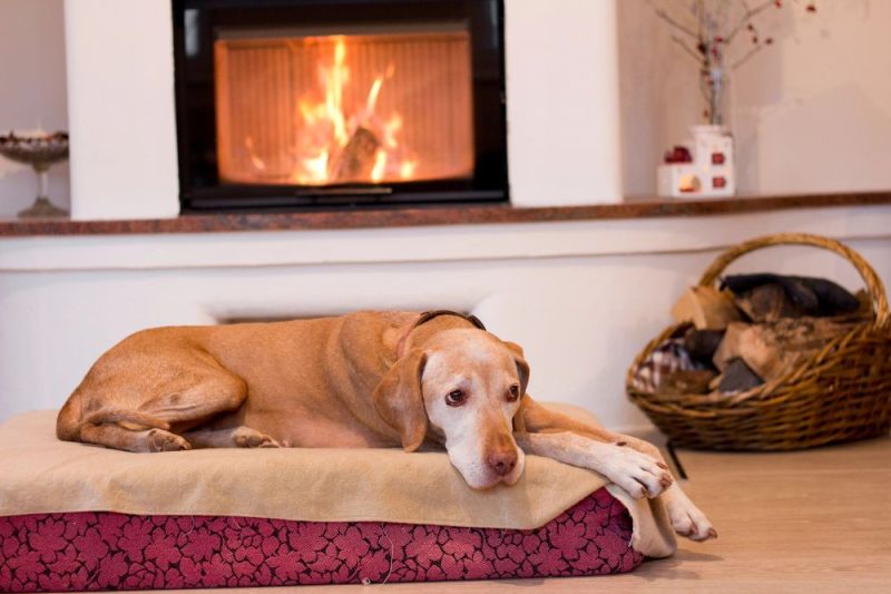 Senior Dog on Dog Bed 4 Common Senior Pet Health Issues Alford Avenue Veterinary Hospital Hoover Alabama