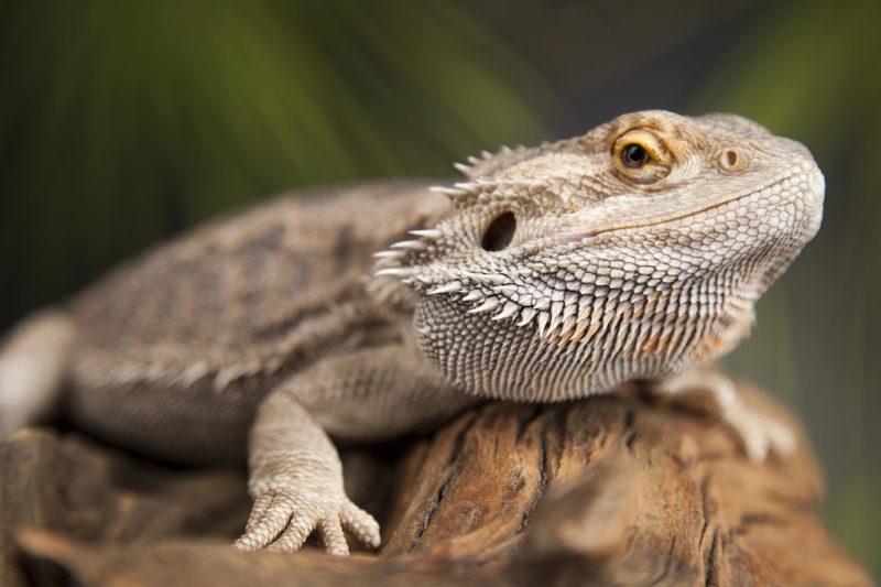 Bearded Dragon | Metabolic Bone Disease In Reptiles | Alford Avenue Veterinary Hospital | Hoover Alabama