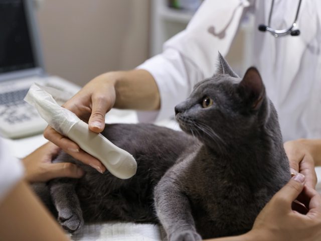 The Basics On Ultrasound for Pets