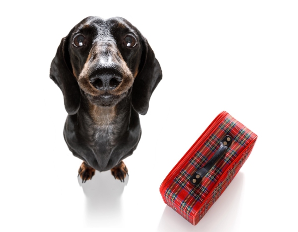 Dog With Red Plaid Suitcase | Hoover Alabama Pet Boarding | Alford Avenue Veterinary Hospital