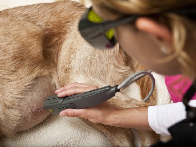 Laser Therapy For Pets Brings Gentle, Non-invasive Healing & Relief