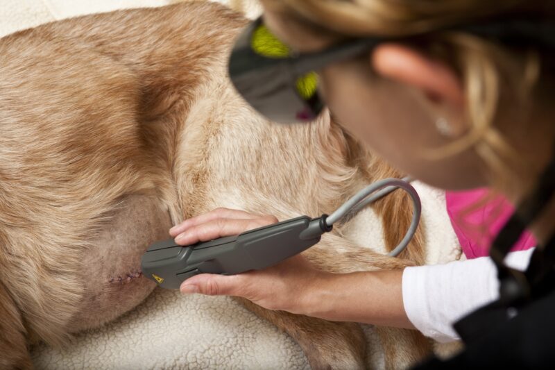 Laser Therapy on Dog | Laser Therapy For Pets | Alford Avenue Veterinary Hospital | Hoover Alabama