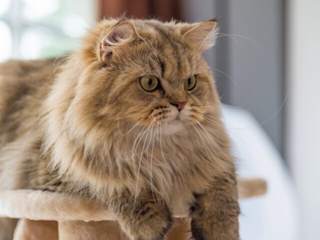 A Primer On Hairballs In Cats