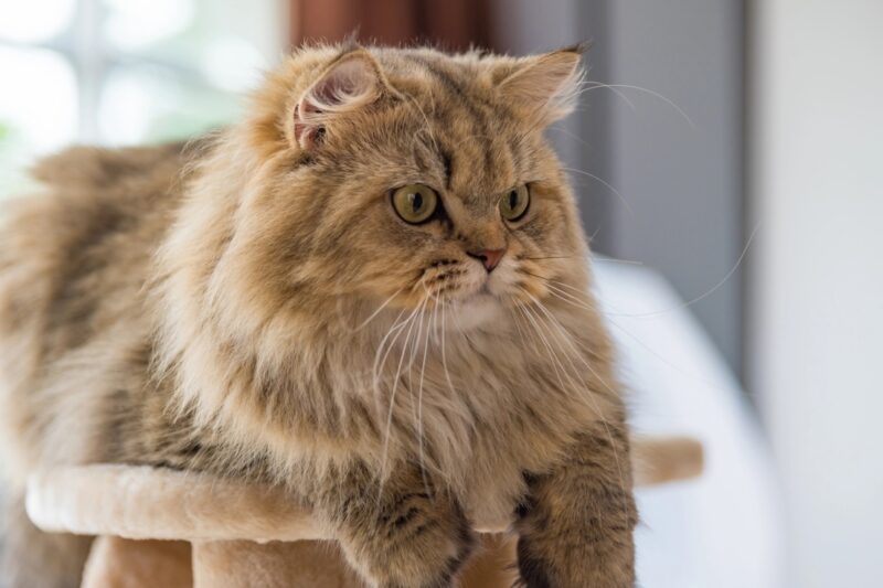Cat On Cat Tree | Primer On Hairballs In Cats | Alford Avenue Veterinary Hospital | Hoover Alabama