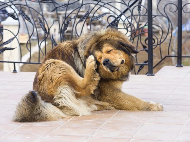Flea and Tick Prevention Tips for Dogs & Cats