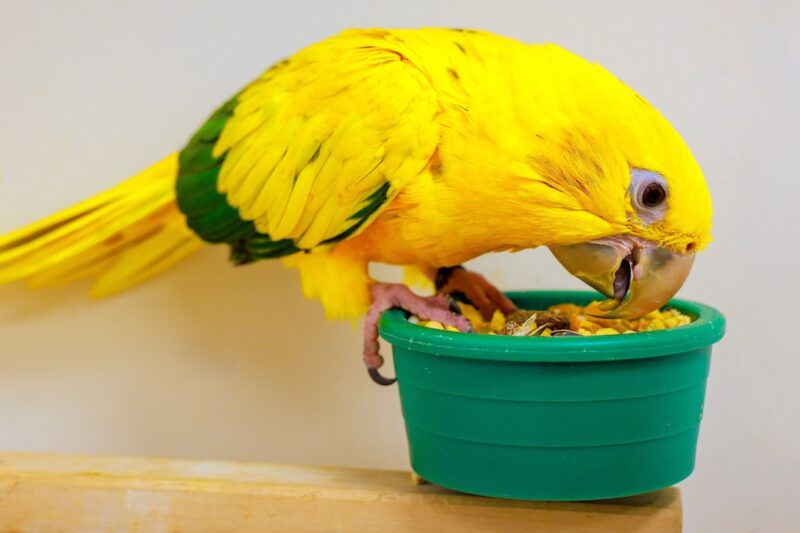 Yellow Conure Parrot Eating | Pet Parrot Feeding Tips | Alford Avenue Veterinary Hospital | Hoover, Alabama