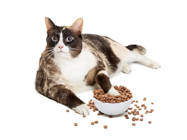 Pet Obesity Prevention Tips | Alford Avenue Vet Hospital
