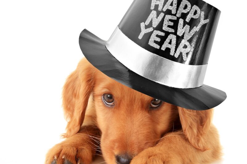 Puppy With New Year’s Hat | Best New Year Resolutions For Pet Care | Alford Avenue Veterinary Hospital | Hoover, Alabama