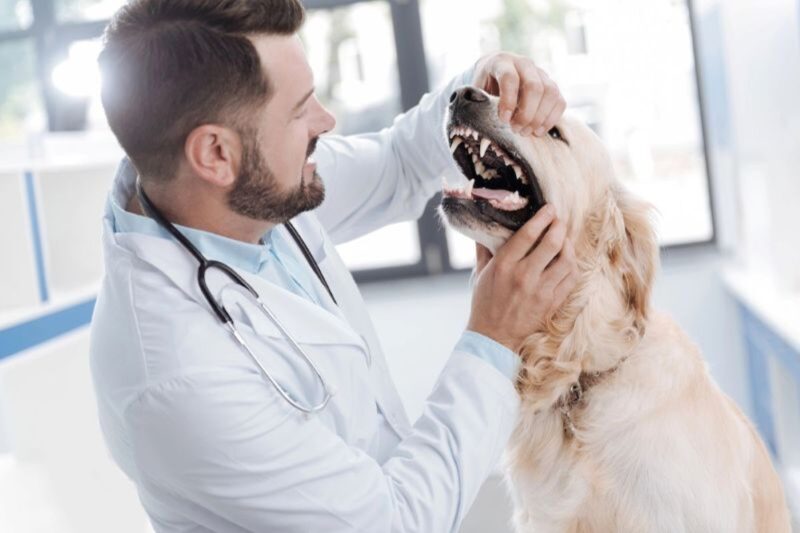 Vet Examining Dog's Teeth 1