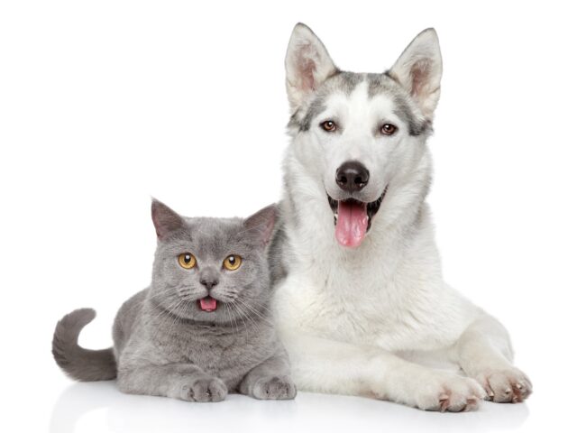 A Guide To 2026 Advances In Veterinary Care For Dogs & Cats