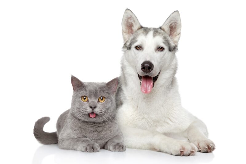 2026 Advances In Veterinary Care For Dogs & Cats | Alford Avenue Veterinary Hospital | Hoover, Alabama