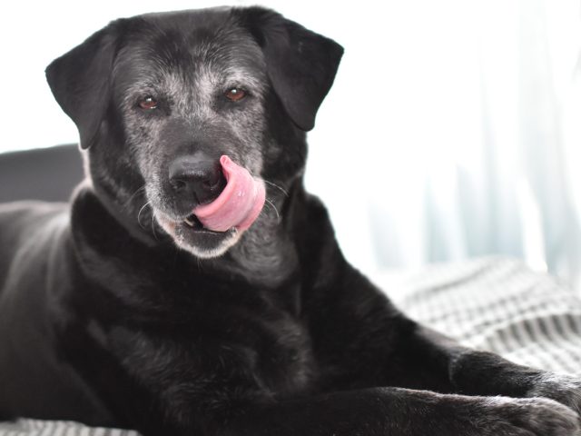 Senior Pet Care Tips For Aging Dogs & Cats