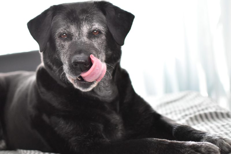 Senior Pet Care Tips | Alford Avenue Veterinary Hospital