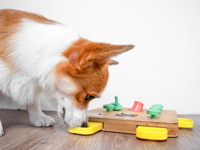 Tips On Mental Enrichment for Pets: Why It Matters and How to Do It Correctly