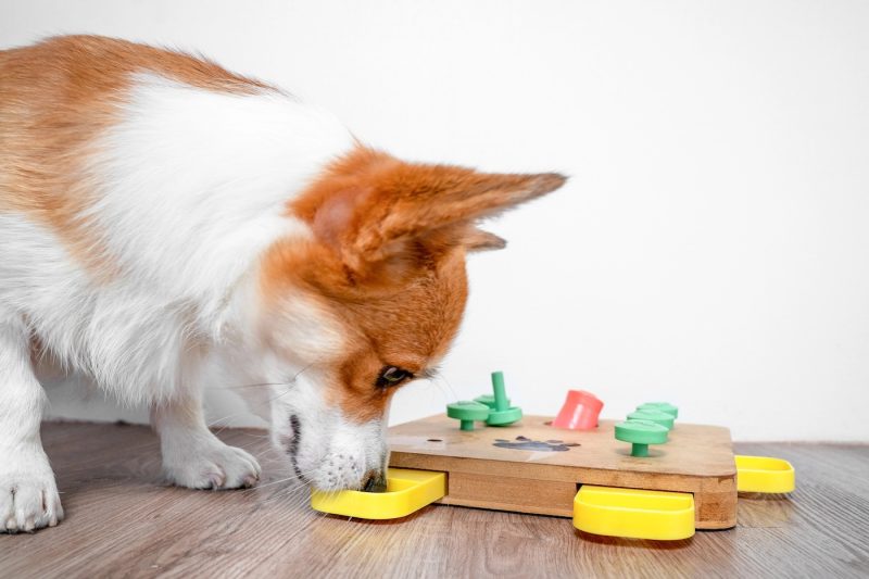 Tips on Mental Enrichment For Pets | Alford Avenue Veterinary Hospital | Hoover Alabama