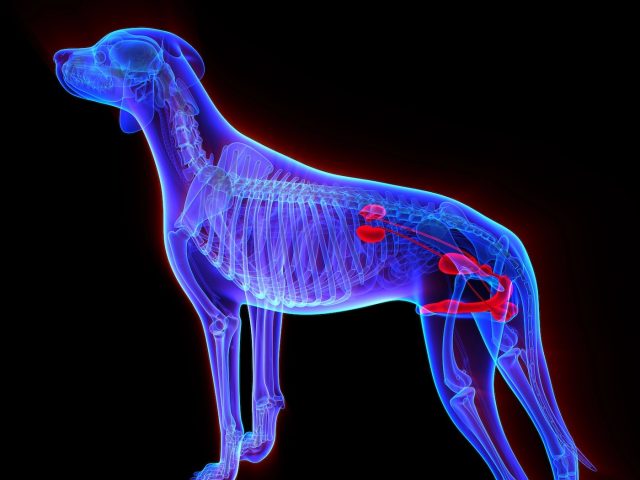 Guide To Kidney Disease In Pets