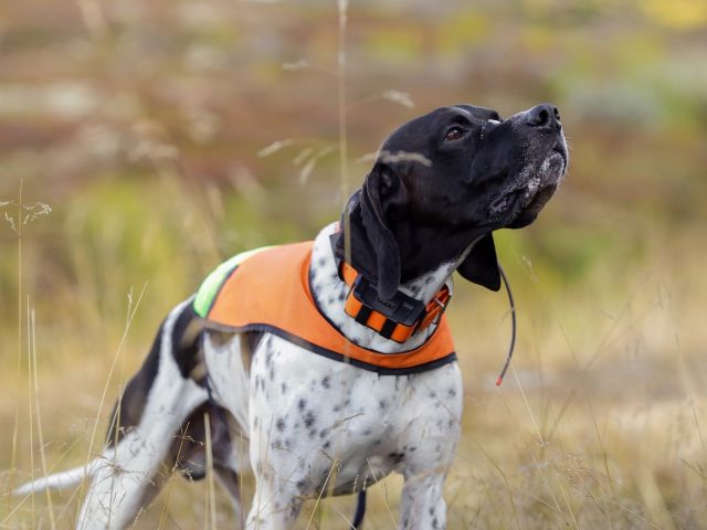 Guide To Pet Safety Technology For A Happier, Safer Pet