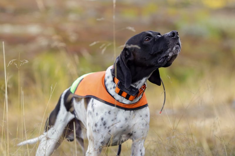 Pet Safety Technology Example-GPS Tracker for Dogs | Alford Avenue Veterinary Hospital | Hoover Alabama