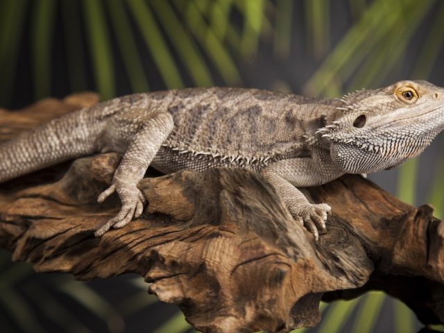 Care Guide for Bearded Dragon Reptile Pets